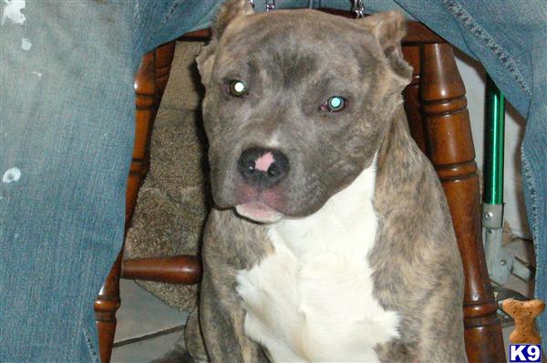 Dogs - American Pit Bull